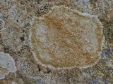 Petractis farlowii image