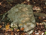 Petractis farlowii image