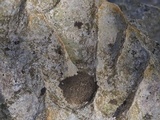 Verrucaria nigrescens f. nigrescens image