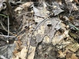 Marasmius capillaris image