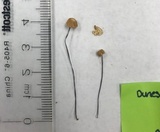 Marasmius capillaris image