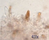Inocybe mixtilis image