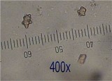Inocybe mixtilis image