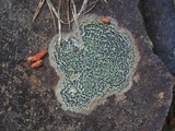 Carbonea latypizodes image