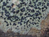 Carbonea latypizodes image