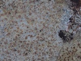 Petractis farlowii image