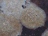 Petractis farlowii image