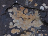 Aspicilia laevata image