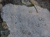 Diploschistes actinostomus image