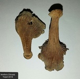 Stiptophyllum erubescens image