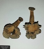Stiptophyllum erubescens image