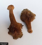 Stiptophyllum erubescens image