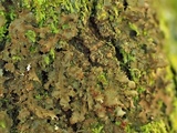 Nephroma helveticum image
