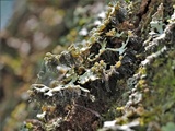 Heterodermia obscurata image