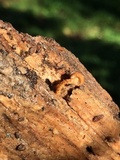 Flammulaster muricatus image