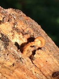 Flammulaster muricatus image