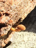 Flammulaster muricatus image