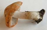 Inocybe whitei image