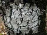 Pertusaria amara f. amara image
