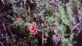 Hygrocybe aphylla image
