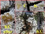 Pertusaria amara f. amara image