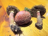 Suillus spectabilis image
