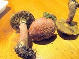 Suillus spectabilis image