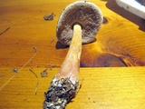 Austroboletus gracilis var. flavipes image