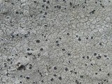 Aspicilia leprosescens image