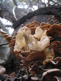 Phaeotremella frondosa image