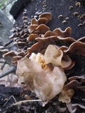 Phaeotremella frondosa image