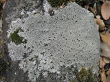 Aspicilia leprosescens image