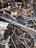 Leratiomyces squamosus image
