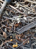 Leratiomyces squamosus image