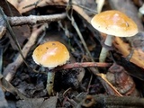 Leratiomyces squamosus image