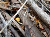 Leratiomyces squamosus image