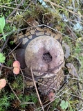 Astraeus pteridis image