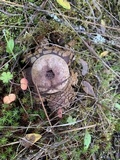 Astraeus pteridis image
