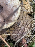 Astraeus pteridis image