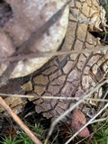 Astraeus pteridis image