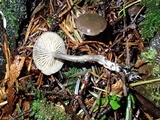 Rhodocybe aureicystidiata image