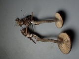 Rhodocybe aureicystidiata image