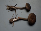 Rhodocybe aureicystidiata image