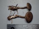 Rhodocybe aureicystidiata image