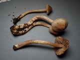 Inocybe flocculosa image