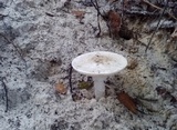 Amanita cylindrispora image