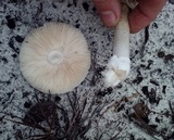 Amanita cylindrispora image