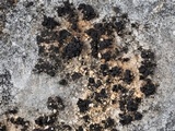 Synalissa symphorea image