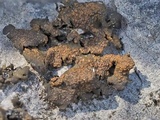 Lempholemma polyanthes image