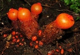 Calostoma cinnabarinum image